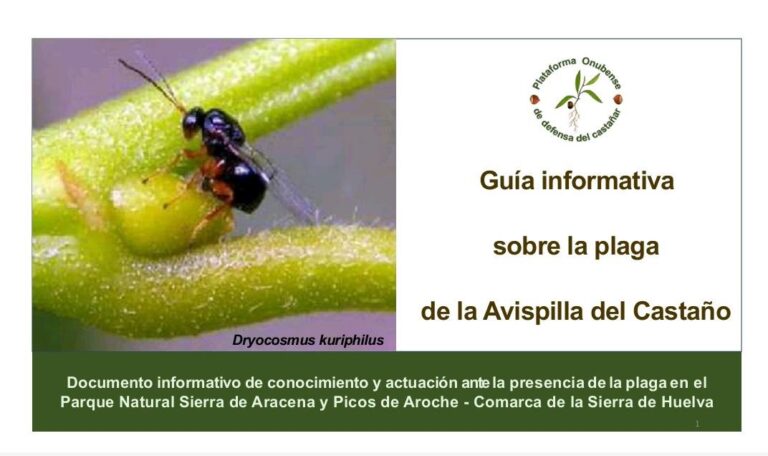 CNAC apoya a la Plataforma del Castañar en su lucha contra la avispilla